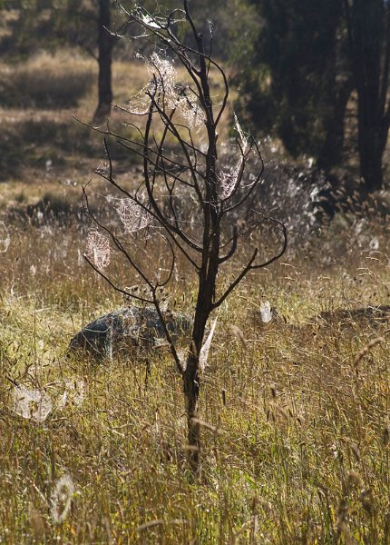 web tree.jpg